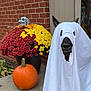 black_nose, brick_wall, costume, decorations, dog, ears, fall, flowers, ghost_costume, halloween, holiday, outdoor, pet, pumpkin, red_flowers, sidewalk, skeleton_decoration, smiling_dog, white_sheet, yellow_flowers