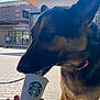 dog, german_shepherd, outdoor, daylight, side_view, person_hand, cup, starbucks, building, storefront, pavement, collar, pet, animal, leash, treat, shopping_area, sky, window, retail
