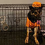 dog, german_shepherd, cage, prisoner_costume, orange_outfit, orange_hat, handcuffs, metal_cage, pet, animal, tongue_out, indoors, floor, bars, looking, sitting, costume, pet_costume, canine, guard_dog