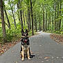 Oakley is registered to the contest to win money with this photo: animal, autumn, canine, collar, dog, forest, german_shepherd, greenery, happy, leash, leaves, nature, outdoor, park, path, pet, sitting, trail, trees, walk