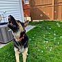 dog, german_shepherd, bubbles, grass, fence, backyard, sunny, collar, pet, canine, playful, outdoor, animal, happy, mouth_open, ears_up, side_profile, house, air_conditioner, daylight