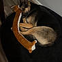 dog, german_shepherd, pet, sleeping, bed, plush_toy, indoor, floor, wooden_floor, black_bed, gray_wall, electrical_outlet, cozy, resting, animal, canine, fur, ears, toy, relaxing