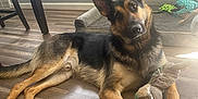 Oakley joined the competition — help win amazing prizes! dog, german_shepherd, indoor, wooden_floor, toy, knitted_bunny, pet, animal, floor, curious, relaxed, ears_up, head_tilt, sunlight, home, cozy, playful, brown, black, furniture