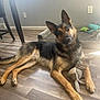 dog, german_shepherd, indoor, wooden_floor, toy, knitted_bunny, pet, animal, floor, curious, relaxed, ears_up, head_tilt, sunlight, home, cozy, playful, brown, black, furniture
