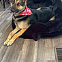 dog, german_shepherd, bandana, pet_bed, indoor, flooring, wood_floor, furniture, chair, black, brown, tan, animal, canine, laying_down, looking_away, domestic, home, decor, attentive