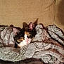 cat, calico_cat, blanket, couch, cozy, sleepy, fur, ears, whiskers, pet, indoor, resting, living_room, upholstery, portrait, close_up, relaxed, soft_texture, pillow, home