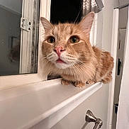Bob joined the competition — help win amazing prizes! cat, ginger_cat, feline, windowsill, window, close_up, portrait, pink_nose, whiskers, wide_eyes, ears, paws, sitting, indoor, bathroom, towel_bar, reflection, curious, domestic, night