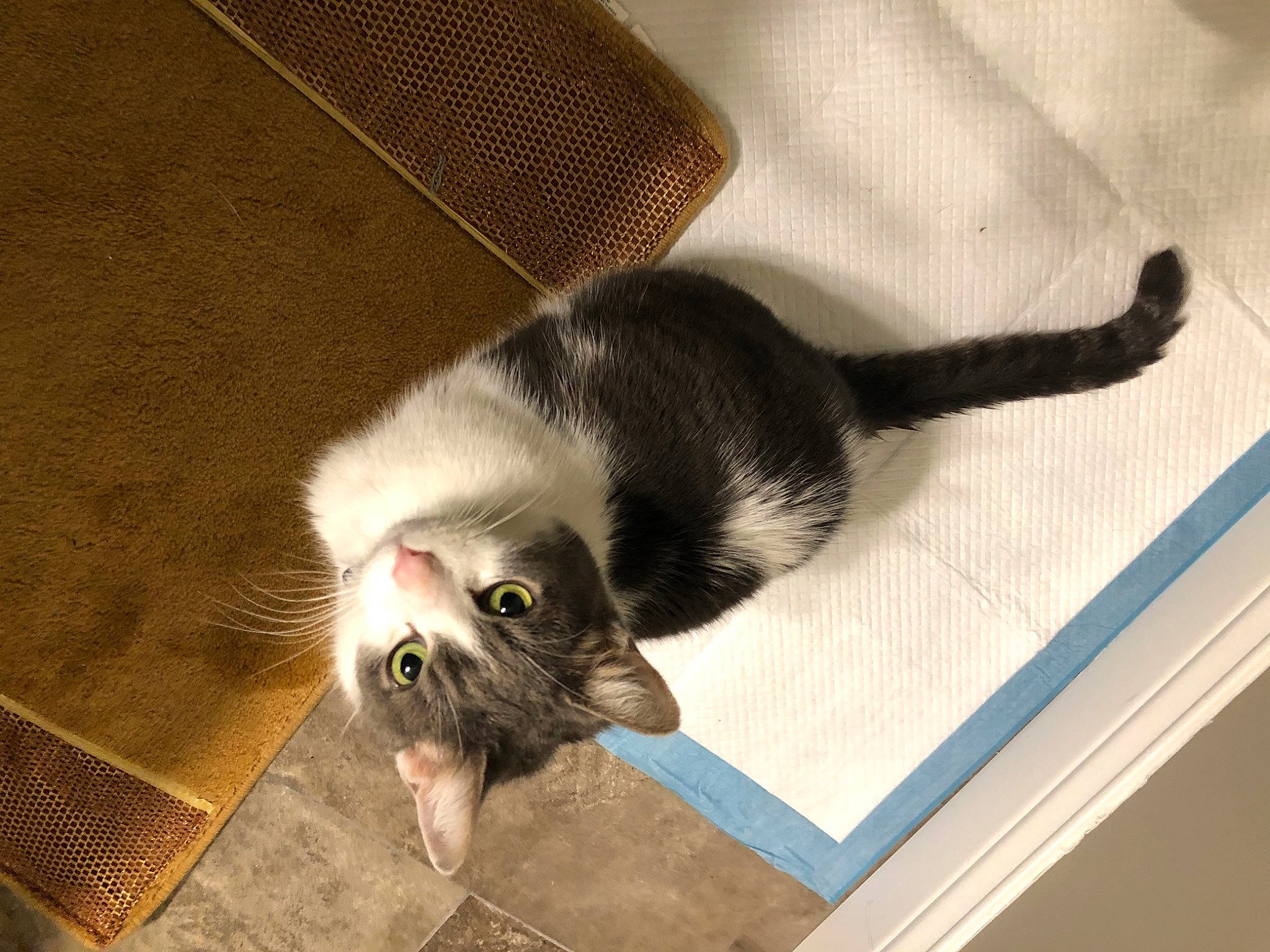 Sevies joined the competition — help win amazing prizes! carnivore, cat, cat_supply, claw, comfort, domestic_short_haired_cat, felidae, flooring, fur, hardwood, paw, pet_supply, photo_caption, room, small_to_medium_sized_cats, snout, tail, terrestrial_animal, whiskers, wood