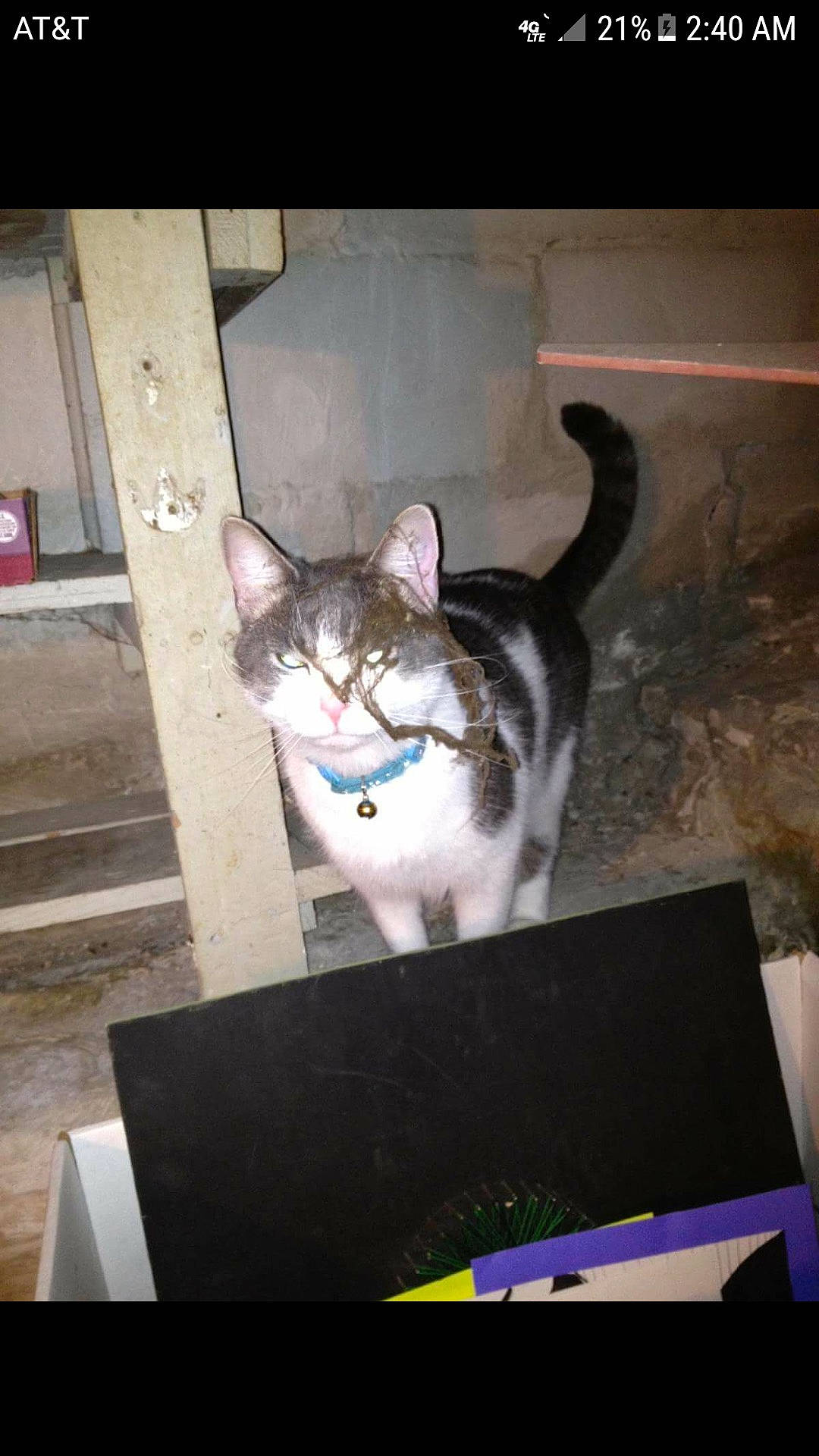 Sevies joined the competition — help win amazing prizes! box, carnivore, cat, domestic_short_haired_cat, felidae, flooring, small_to_medium_sized_cats, tail, whiskers, window, wood