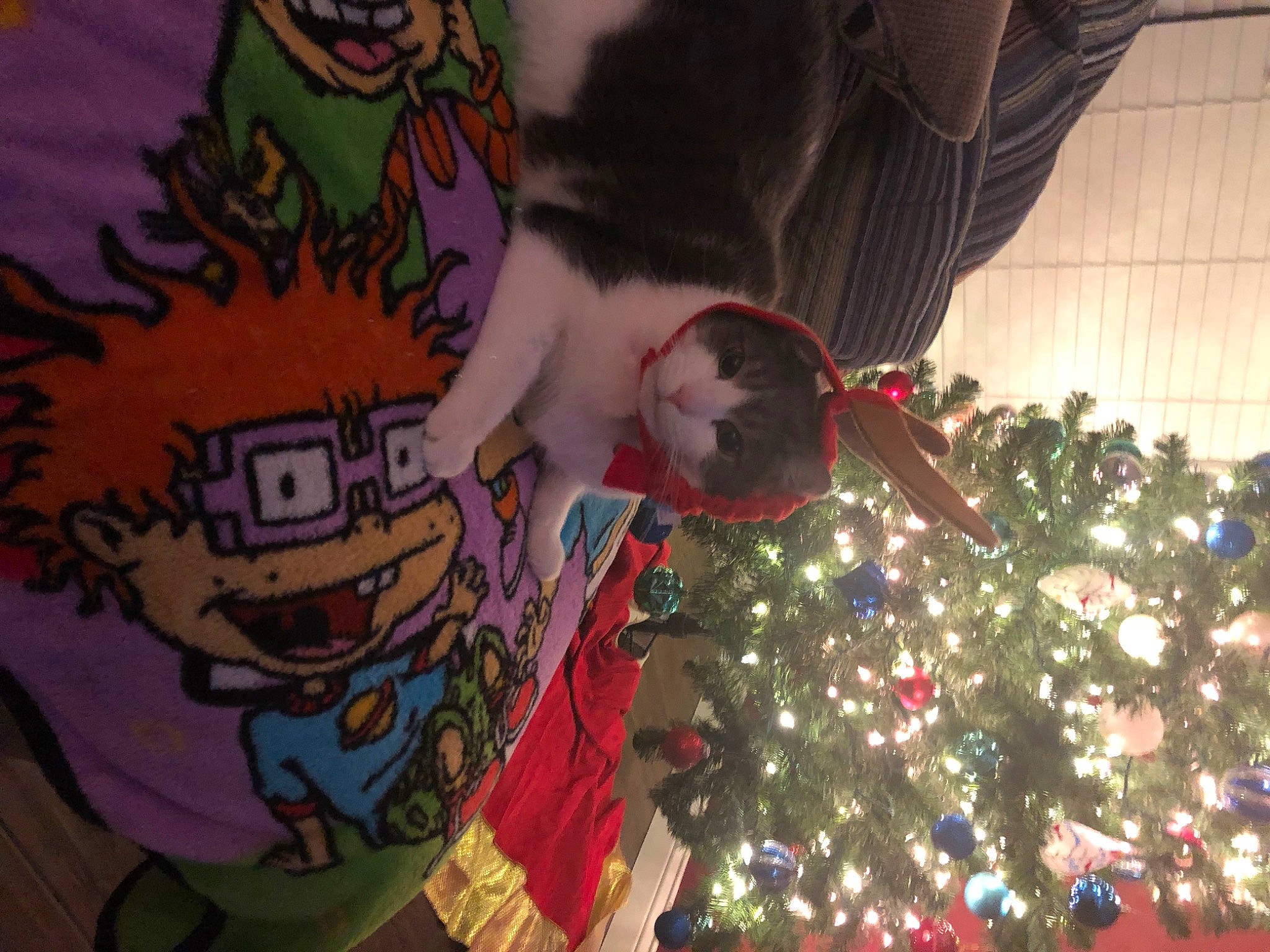 Sevies is registered to the contest to win money with this photo: christmas, christmas_decoration, christmas_ornament, christmas_tree, conifer, event, evergreen, fictional_character, fun, happy, holiday, holiday_ornament, interior_design, ornament, plant, room, t_shirt, tradition, tree, winter