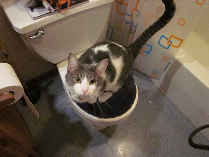 Sevies joined the competition — help win amazing prizes! box, carnivore, cat, domestic_short_haired_cat, felidae, fur, kitchen_appliance, pet_supply, room, small_to_medium_sized_cats, tail, whiskers