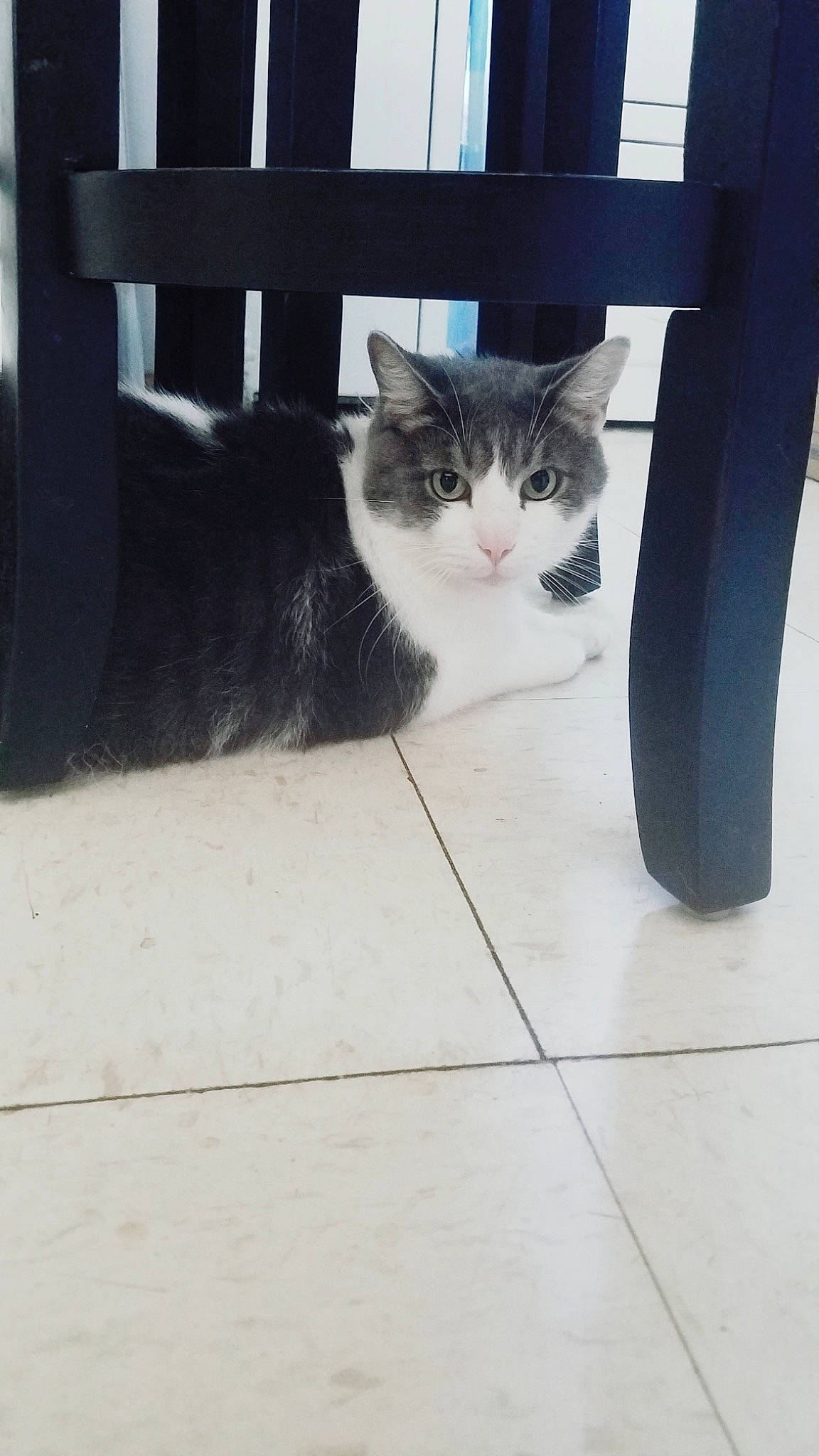 Sevies is registered to the contest to win money with this photo: carnivore, cat, domestic_short_haired_cat, felidae, floor, flooring, fur, grey, hardwood, metal, paw, plant, sitting, small_to_medium_sized_cats, snout, tail, tree, whiskers, window, wood