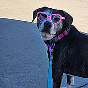 Mommas is registered to the contest to win money with this photo: accessory, animal, black_and_white, canine, collar, cute, dog, fashion, heart_shaped, leash, muzzle, outdoor, pavement, pet, pink, shadow, sidewalk, standing, sunglasses, sunlight