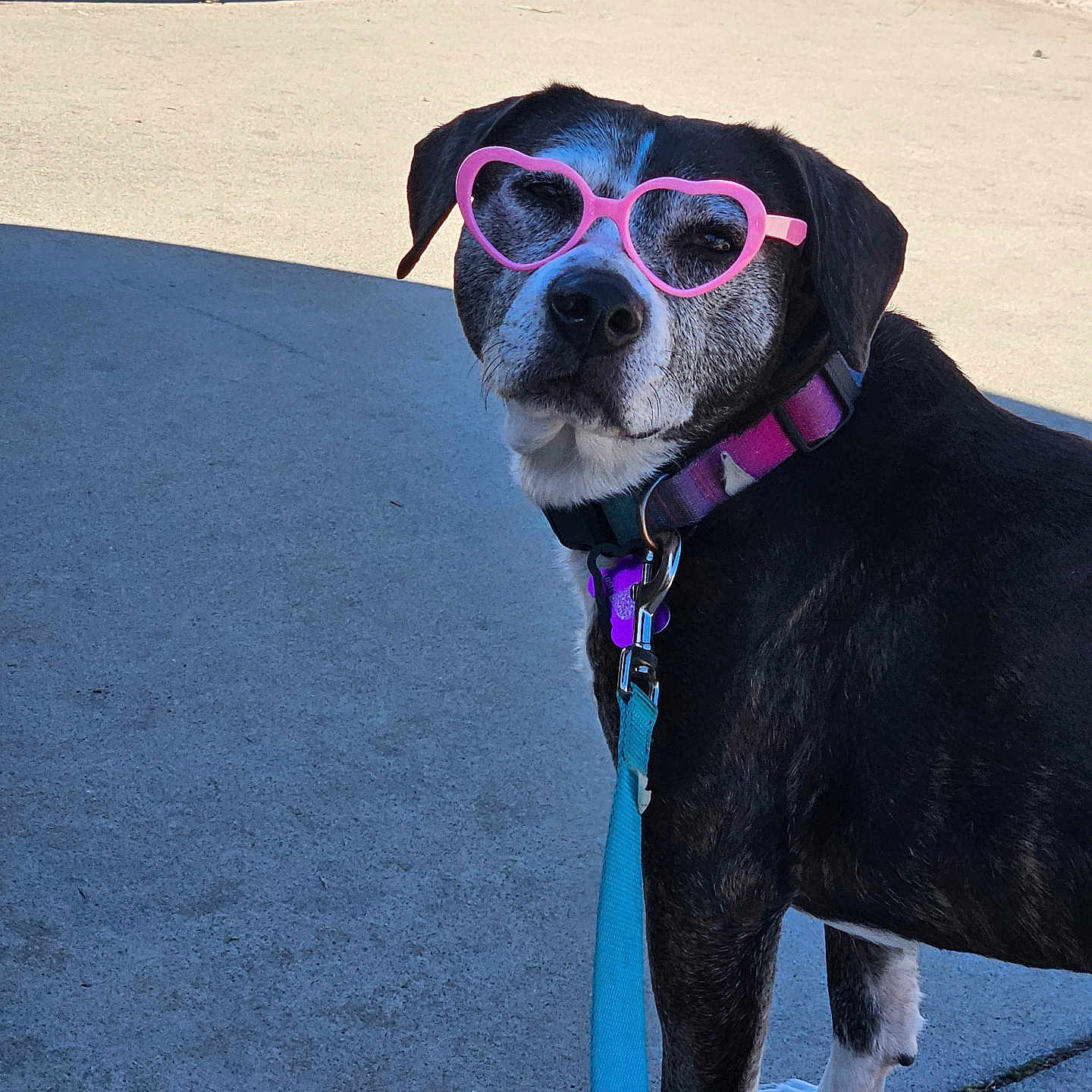 Mommas is registered to the contest to win money with this photo: accessory, animal, black_and_white, canine, collar, cute, dog, fashion, heart_shaped, leash, muzzle, outdoor, pavement, pet, pink, shadow, sidewalk, standing, sunglasses, sunlight