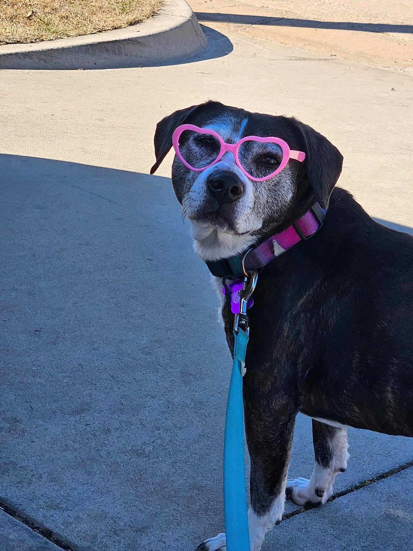 Mommas is registered to the contest to win money with this photo: accessory, animal, black_and_white, canine, collar, cute, dog, fashion, heart_shaped, leash, muzzle, outdoor, pavement, pet, pink, shadow, sidewalk, standing, sunglasses, sunlight