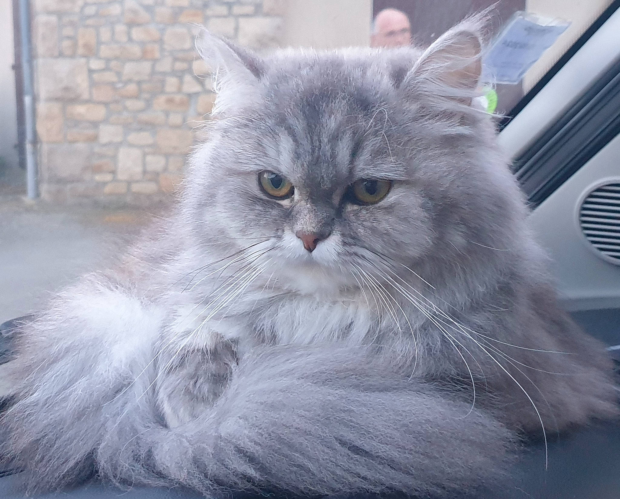 Tapas a rejoint le concours — aidez-le/la à gagner de superbes lots ! british_longhair, carnivore, cat, comfort, domestic_short_haired_cat, felidae, fur, grey, selkirk_rex, small_to_medium_sized_cats, snout, whiskers, window