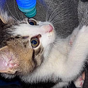 Linux is registered to the contest to win money with this photo: kitten, cat, close_up, fur, whiskers, eyes, blanket, cozy, pet, animal, cute, young, soft, indoor, playful, toy, curious, sleeping_area, paw, feline