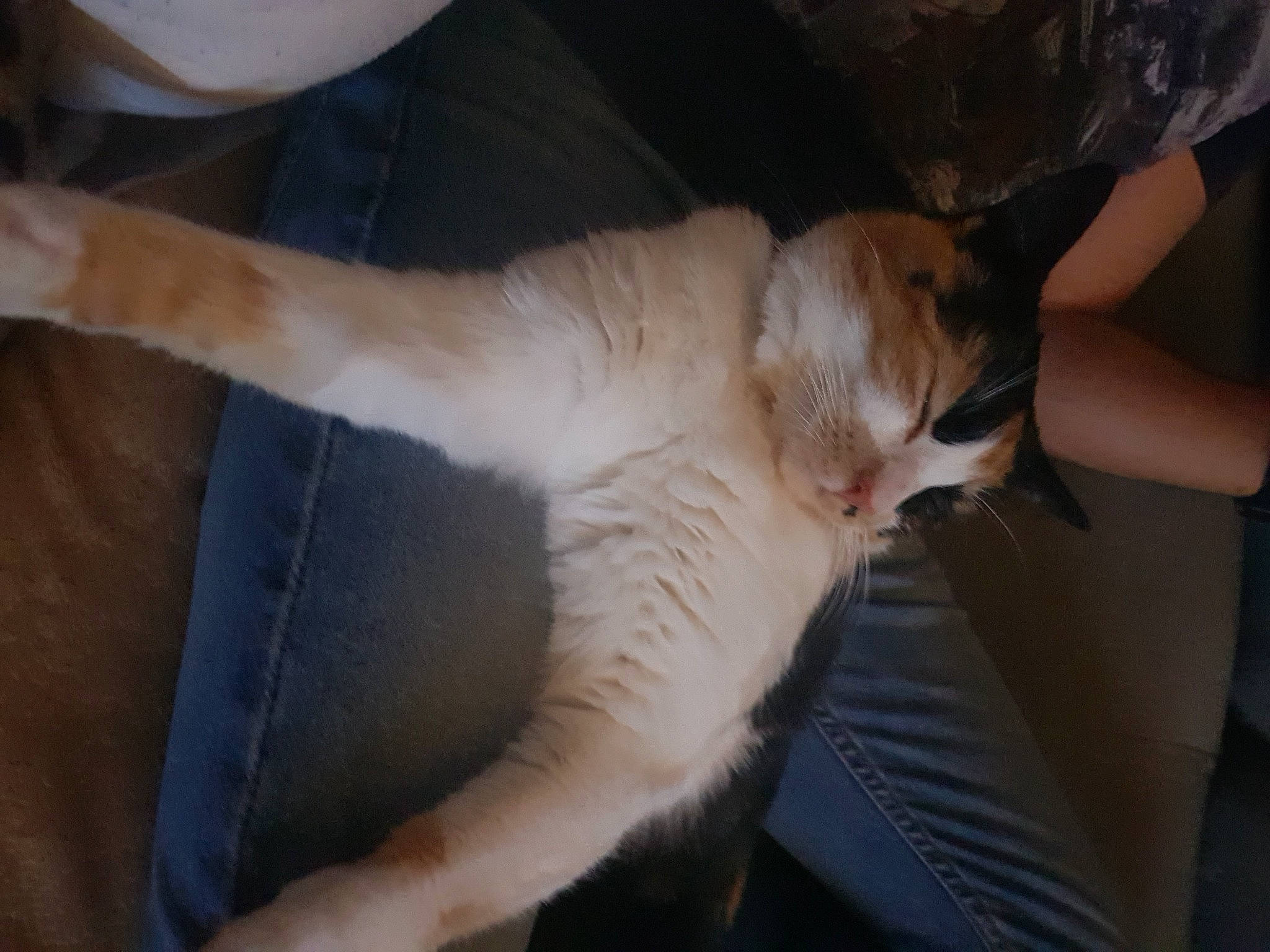 Bonny a rejoint le concours — aidez-le/la à gagner de superbes lots ! canidae, carnivore, cat, claw, cockatoo, comfort, companion_dog, dog_breed, domestic_short_haired_cat, fawn, felidae, fur, paw, small_to_medium_sized_cats, snout, sporting_group, tail, vertebrate, whiskers, wood