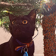 Simon is registered to the contest to win money with this photo: animal, black_cat, cat, christmas_tree, close_up, collar, curious, decorations, domestic_cat, ears, feline, festive, greenery, holiday, indoor, lighting, pet, tag, whiskers, wide_eyes