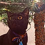 animal, black_cat, cat, christmas_tree, close_up, collar, curious, decorations, domestic_cat, ears, feline, festive, greenery, holiday, indoor, lighting, pet, tag, whiskers, wide_eyes