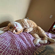 Cheddar joined the competition — help win amazing prizes! cat, orange_tabby, bed, blanket, tattoo, paw, window, indoor, resting, relaxed, curious, feline, animal, pet, cozy, light, pattern, human_arm, whiskers, fur