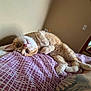 cat, orange_tabby, bed, blanket, tattoo, paw, window, indoor, resting, relaxed, curious, feline, animal, pet, cozy, light, pattern, human_arm, whiskers, fur