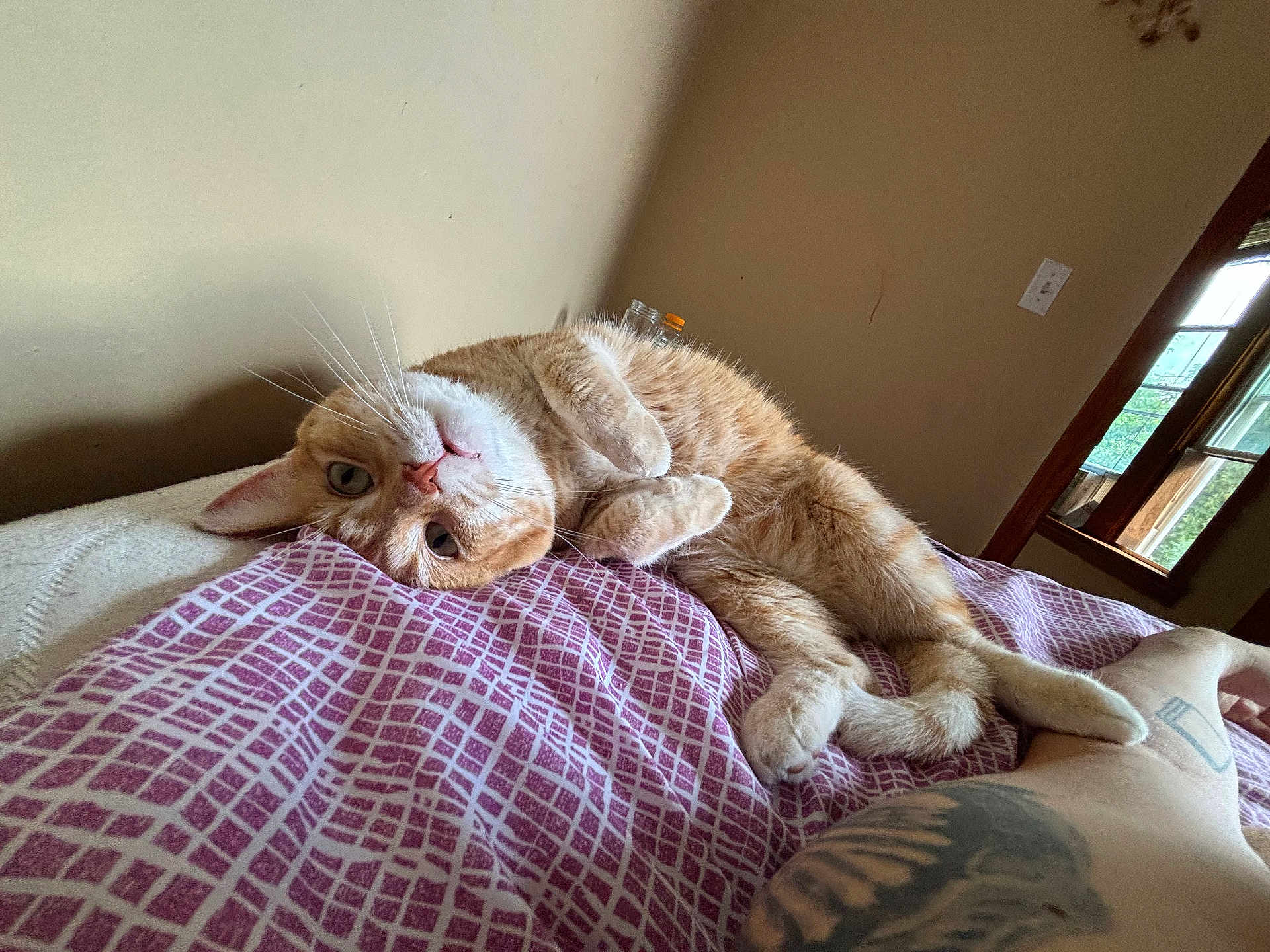 Cheddar