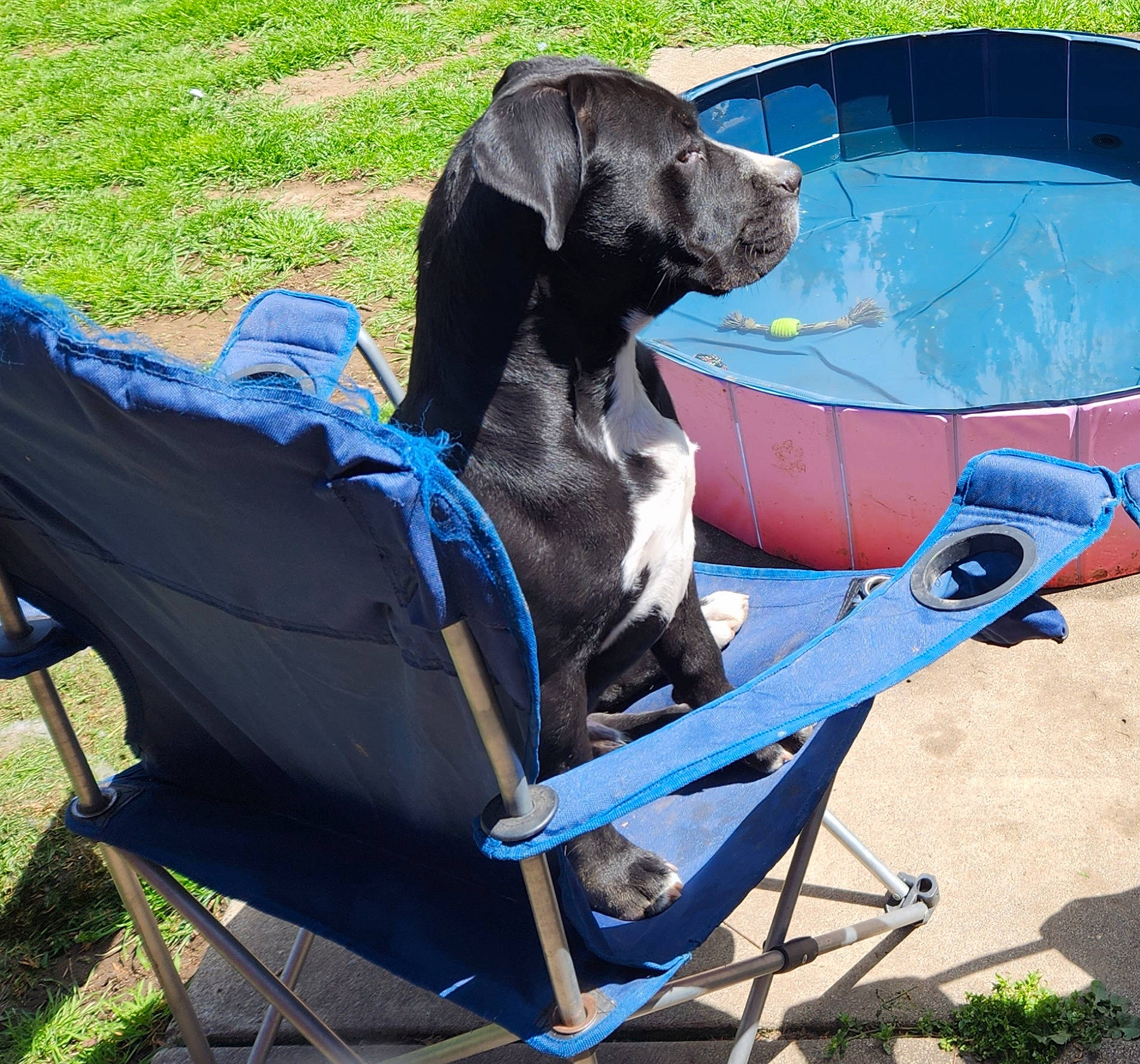 Loisefur joined the competition — help win amazing prizes! blue, canidae, carnivore, chair, collar, companion_dog, dog, dog_breed, dog_collar, dog_supply, electric_blue, fashion_accessory, grass, leisure, outdoor_furniture, pet_supply, sporting_group, tail, vehicle, working_animal