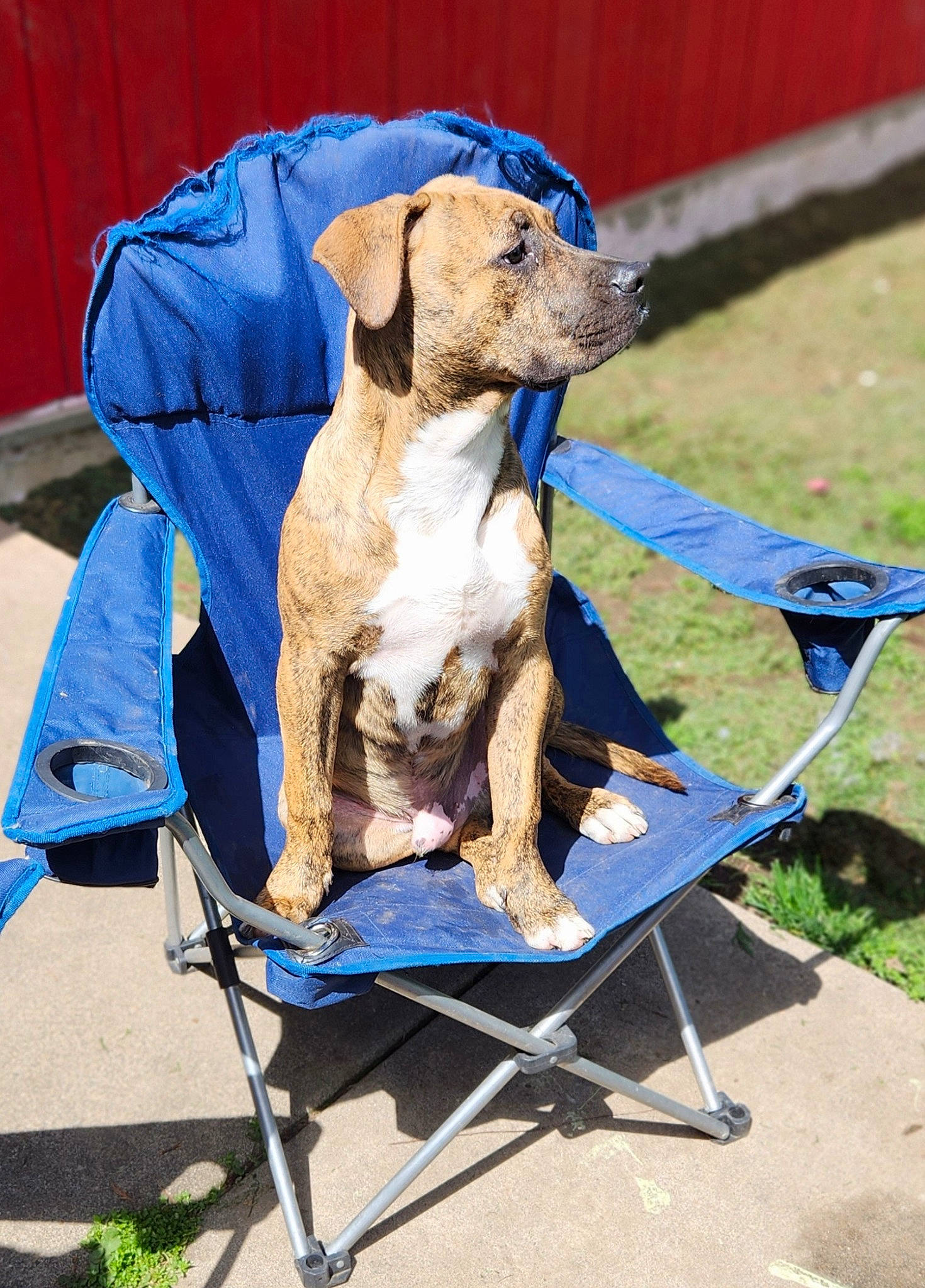 Church joined the competition — help win amazing prizes! blue, canidae, carnivore, chair, collar, companion_dog, dog, dog_breed, dog_clothes, dog_collar, dog_supply, electric_blue, fawn, folding_chair, grass, leash, pet_supply, snout, sporting_group, working_animal