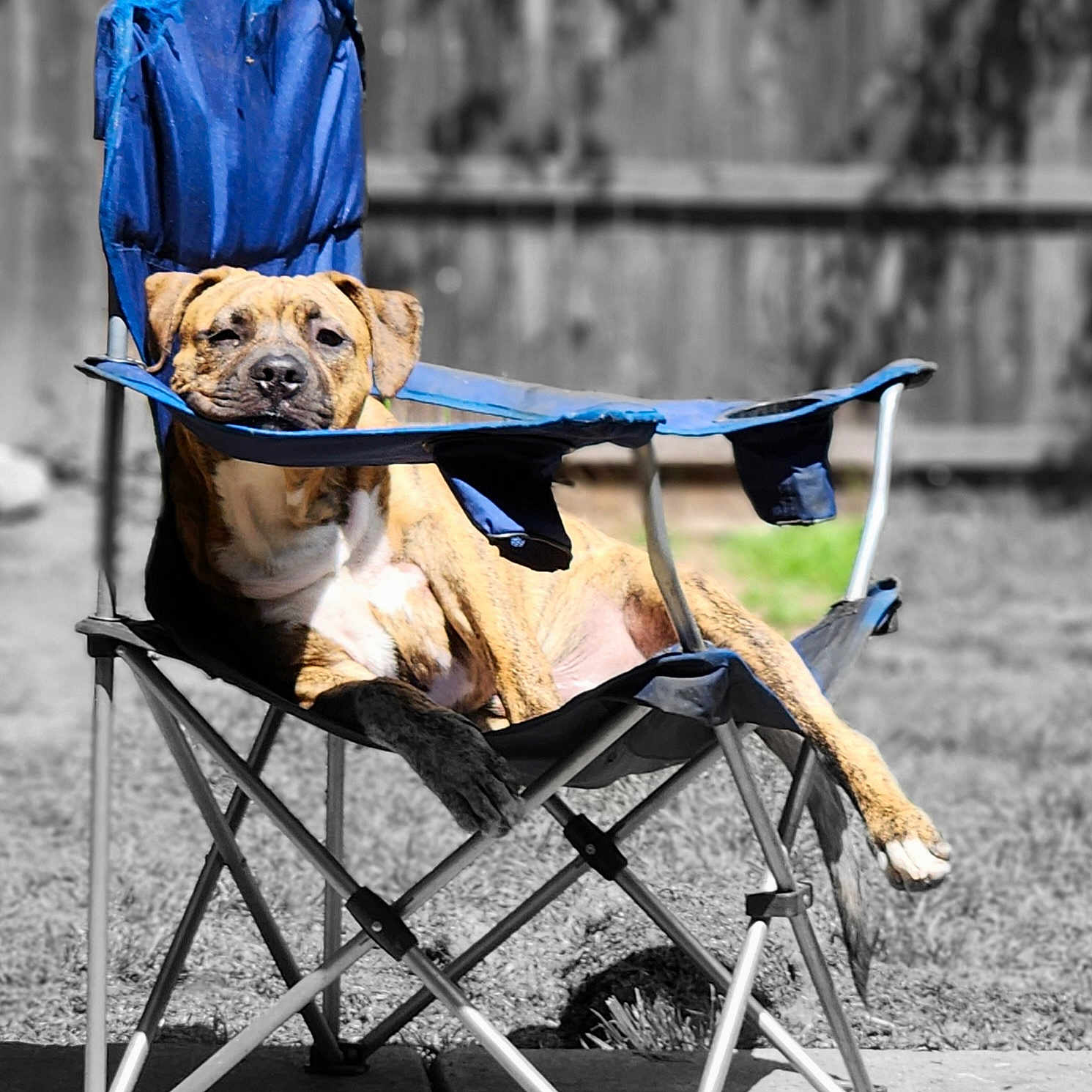 Church joined the competition — help win amazing prizes! baby_carriage, bag, carnivore, chair, companion_dog, dog, dog_breed, dog_clothes, dog_supply, electric_blue, fashion_accessory, fence, folding_chair, hat, leash, leisure, personal_protective_equipment, recreation, sitting, working_animal