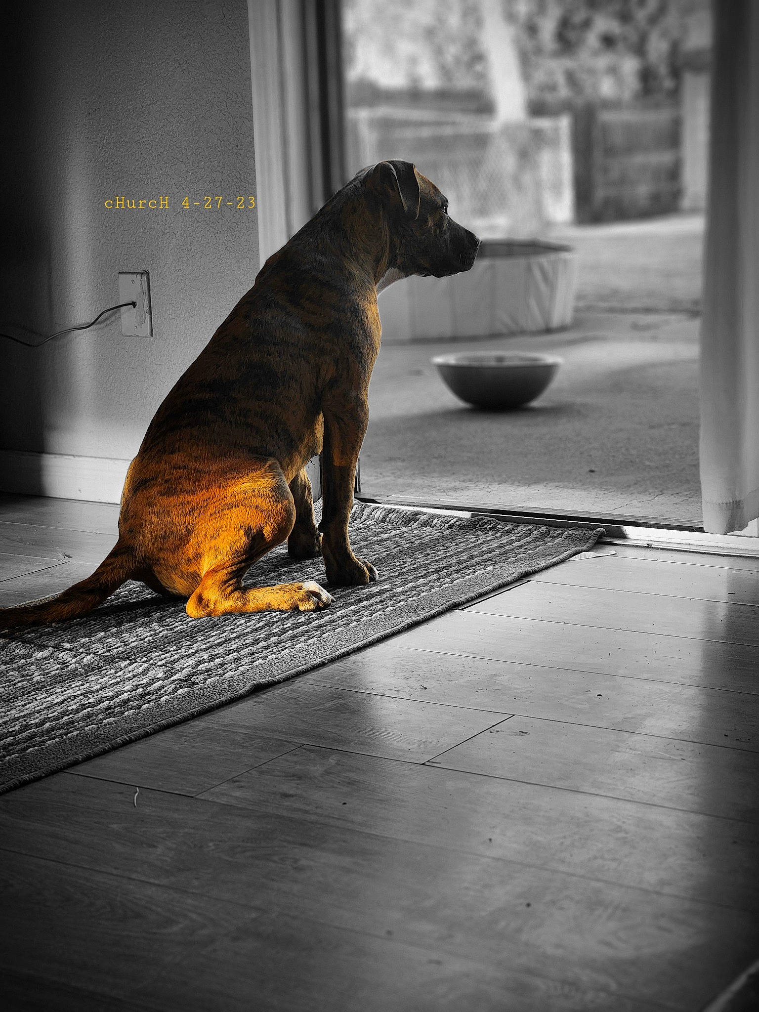 Church is registered to the contest to win money with this photo: asphalt, carnivore, companion_dog, darkness, dog, dog_breed, fawn, felidae, flooring, fur, grey, road, road_surface, shadow, small_to_medium_sized_cats, tail, terrestrial_animal, tints_and_shades, whiskers, wood