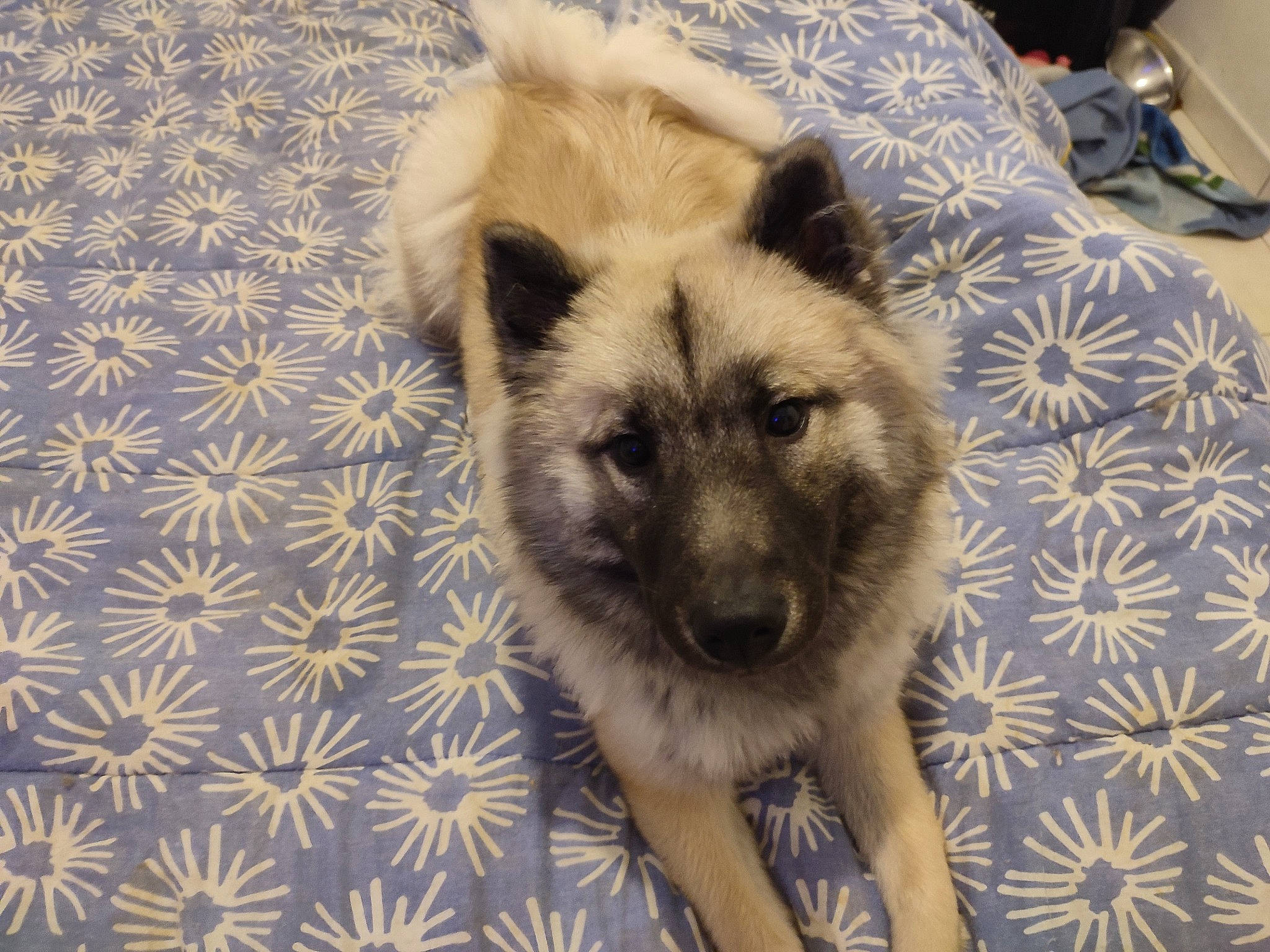 Texas participe au concours pour gagner de l'argent avec cette photo : ancient_dog_breeds, canidae, canis, carnivore, companion_dog, dog, dog_breed, fawn, fur, german_shepherd_dog, herding_dog, non_sporting_group, pattern, snout, sporting_group, terrestrial_animal, whiskers, wildlife, working_animal, working_dog