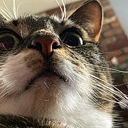 Beans joined the competition — help win amazing prizes! cat, close_up, whiskers, indoor, curious, wide_eyes, pet, animal, feline, nose, face, domestic_cat, fur, tabby, household, looking_up, portrait, cute, alert, expression