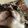 cat, close_up, whiskers, indoor, curious, wide_eyes, pet, animal, feline, nose, face, domestic_cat, fur, tabby, household, looking_up, portrait, cute, alert, expression