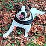 animal, boxer, bulldog, canine, dog, face, frenchbulldog, grass, head, leaf, outdoors, person, pet, photography, pitbull, plant, portrait, puppy, tree, vegetation