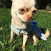 Chanel participe au concours pour gagner de l'argent avec cette photo : canidae, carnivore, chihuahua, companion_dog, corgi_chihuahua, dog, dog_breed, dog_clothes, dog_collar, fawn, grass, mammal, plant, puppy, rare_breed_dog, snout, sporting_group, toy_dog, vertebrate