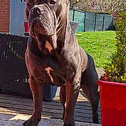 Thor participe au concours pour gagner de l'argent avec cette photo : backyard, brick_wall, canine, daylight, dog, fence, garden_furniture, grass, greenery, muscular, nature, outdoor, patio, pet, plant, red_planter, serious_expression, standing, sunlight, wooden_floor