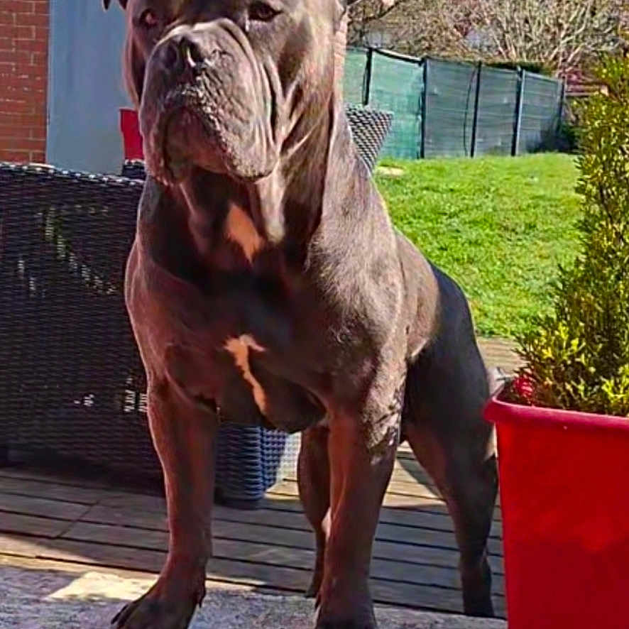 Thor