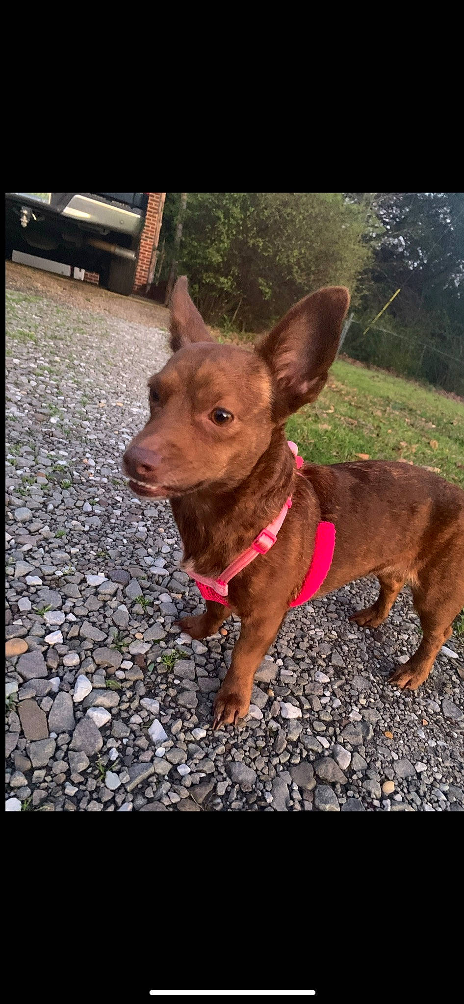 Sierra joined the competition — help win amazing prizes! canidae, carnivore, collar, companion_dog, corgi_chihuahua, dog, dog_breed, dog_collar, ear, fawn, fur, grass, liver, plant, snout, sporting_group, tail, tree, whiskers, working_animal