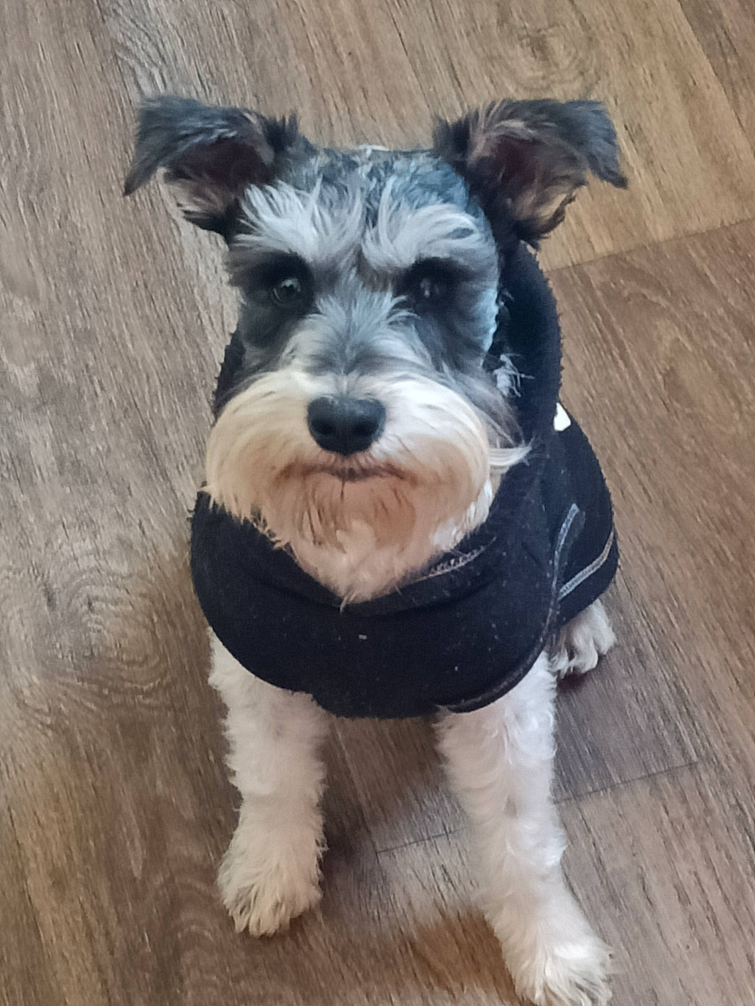 Axle joined the competition — help win amazing prizes! canidae, carnivore, companion_dog, dog, dog_breed, dog_clothes, dog_collar, dog_supply, fashion_accessory, hardwood, schnauzer, scottish_terrier, small_terrier, snout, sporting_group, standard_schnauzer, terrier, toy_dog, wood, working_animal