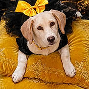 Bella is registered to the contest to win money with this photo: black_clothing, bow, brown_eyes, costume, cream_fur, decorative_background, dog, embroidered, floppy_ears, front_view, glamorous, golden_cushion, indoors, lying_down, ornate, pet, portrait, puppy, sitting, yellow_bow