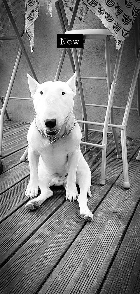 Pep'S a rejoint le concours — aidez-le/la à gagner de superbes lots ! black_and_white, bull_and_terrier, bull_terrier, bull_terrier_miniature, carnivore, collar, companion_dog, dog, dog_breed, english_white_terrier, flooring, line, monochrome, monochrome_photography, old_english_terrier, snout, style, white, wood, working_animal