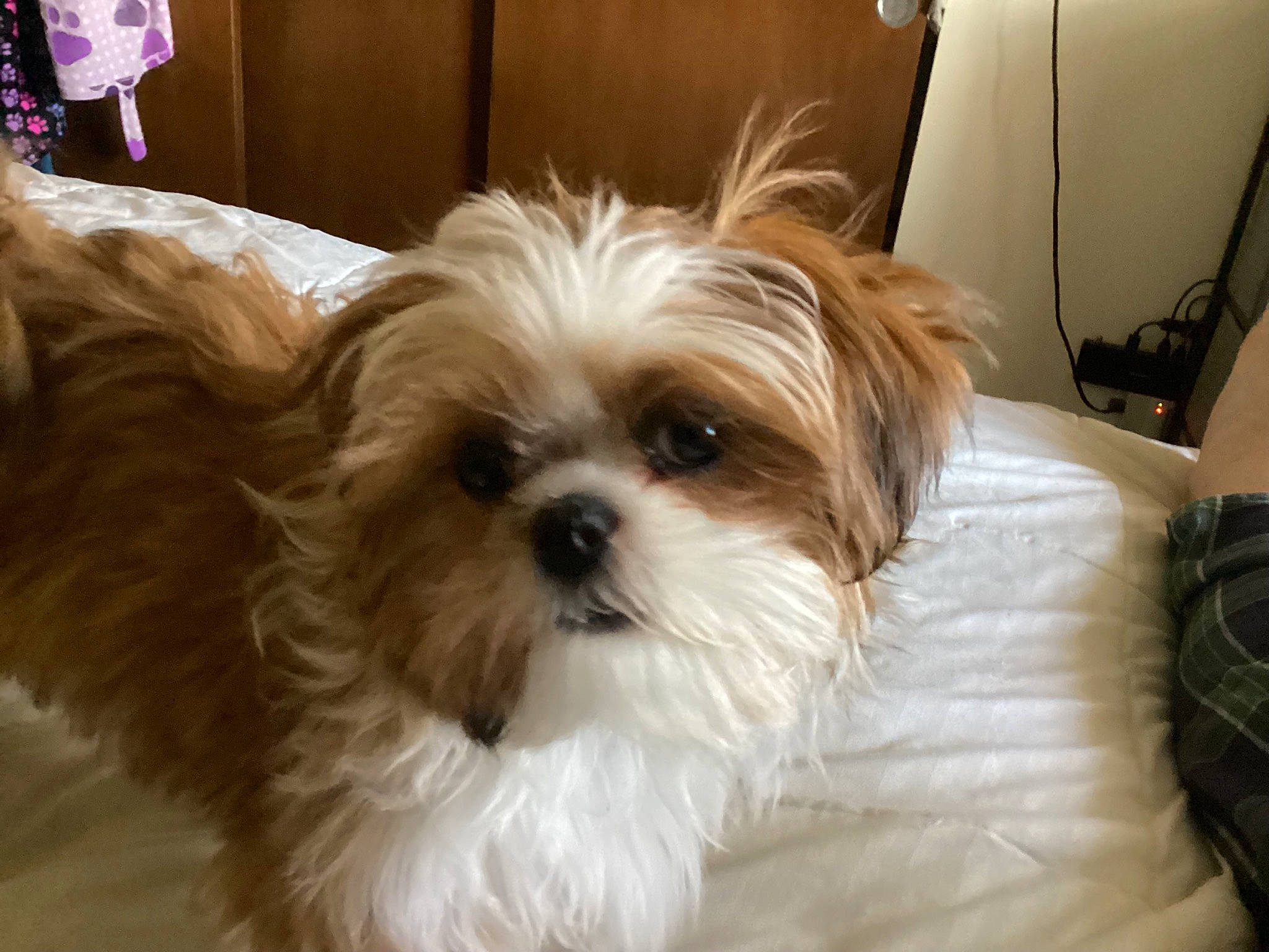 Myla is registered to the contest to win money with this photo: biewer_terrier, canidae, carnivore, comfort, companion_dog, dog, dog_breed, fur, liver, mal_shi, maltepoo, shih_poo, shih_tzu, small_terrier, snout, sporting_group, terrier, toy_dog, working_animal, yorkipoo