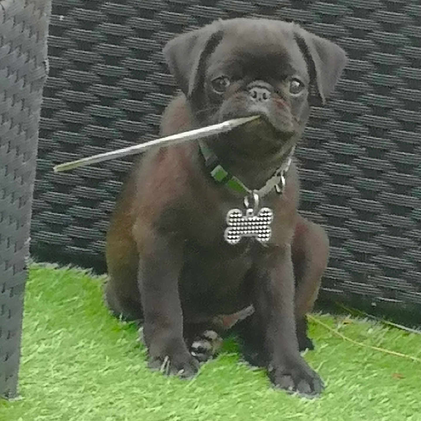 Peppone participe au concours pour gagner de l'argent avec cette photo : animal, bodypart, boxer, bulldog, canine, dog, frenchbulldog, grass, green, hound, labradorretriever, lawn, mouth, person, pet, plant, policedog, pug, puppy, snout