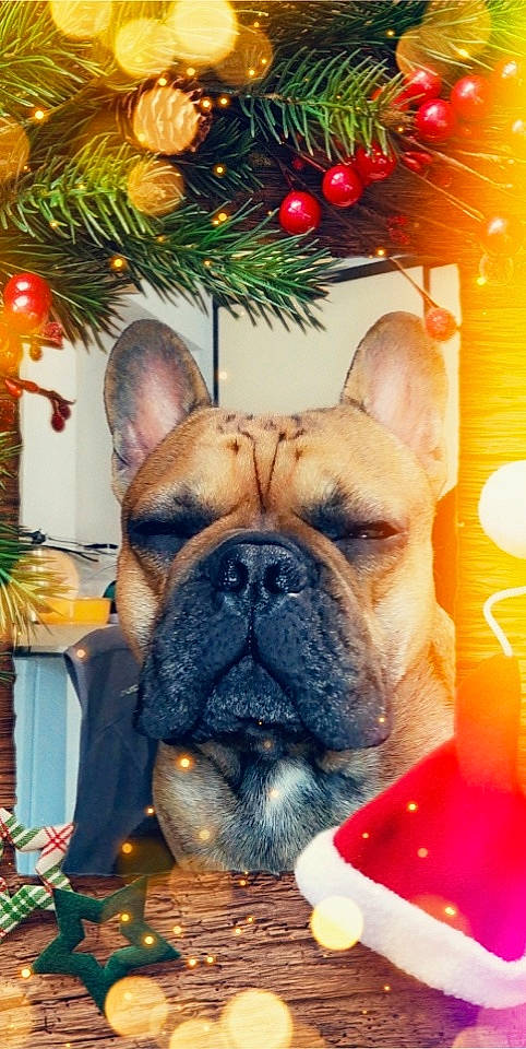 Saiko a rejoint le concours — aidez-le/la à gagner de superbes lots ! bulldog, carnivore, christmas_decoration, christmas_ornament, christmas_tree, companion_dog, dog, dog_breed, event, evergreen, fawn, grass, holiday_ornament, mammal, ornament, plant, snout, vertebrate, whiskers, wrinkle