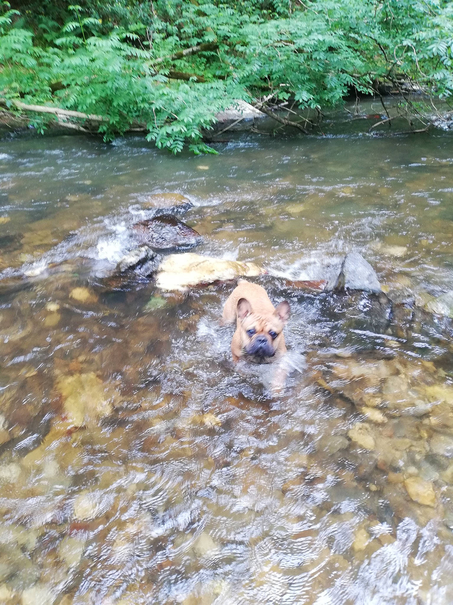 Saiko participe au concours pour gagner de l'argent avec cette photo : bank, bedrock, biome, body_of_water, carnivore, dog, fawn, fluvial_landforms_of_streams, lake, landscape, liquid, natural_landscape, plant, riparian_zone, spring, stream, tree, water, watercourse, working_animal