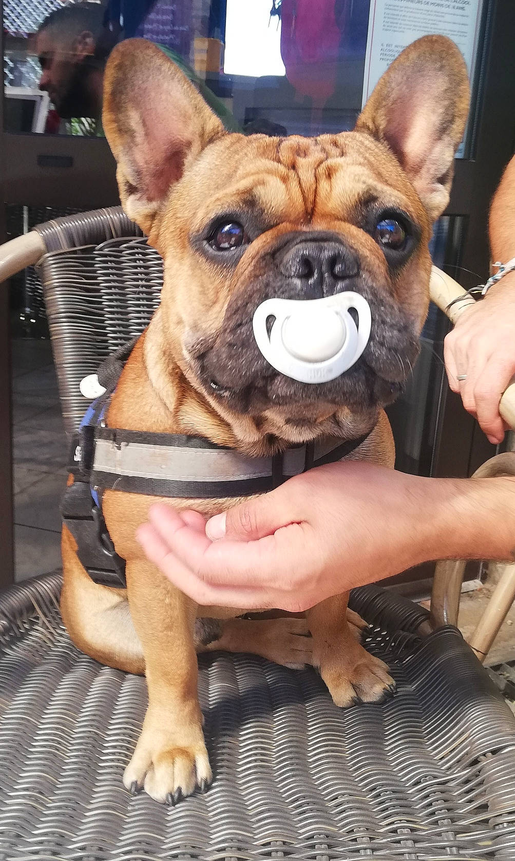 Saiko participe au concours pour gagner de l'argent avec cette photo : bulldog, canidae, carnivore, chair, collar, companion_dog, dog, dog_breed, dog_collar, event, fawn, fun, photograph, snapshot, snout, sporting_group, terrestrial_animal, toy_dog, working_animal, wrinkle