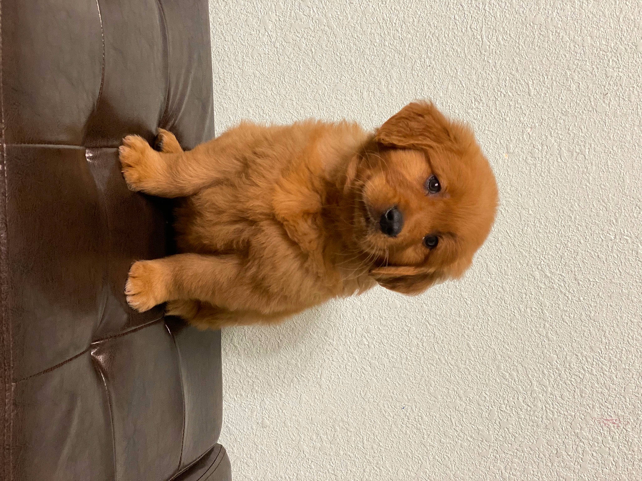 Flash is registered to the contest to win money with this photo: bag, baggage, beige, brown, canidae, carnivore, collar, companion_dog, dog, dog_breed, dog_collar, fawn, leather, liver, pet_supply, puppy, snout, sporting_group, tan, working_animal