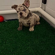 Meeko is registered to the contest to win money with this photo: dog, puppy, french_bulldog, merle_coat, blue_eyes, sitting, indoor, artificial_grass, green_turf, red_ball, corner, tile_wall, pvc_pipe, paws, cute, small, portrait, one_ear_up, brindle, pet