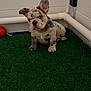 dog, puppy, french_bulldog, merle_coat, blue_eyes, sitting, indoor, artificial_grass, green_turf, red_ball, corner, tile_wall, pvc_pipe, paws, cute, small, portrait, one_ear_up, brindle, pet
